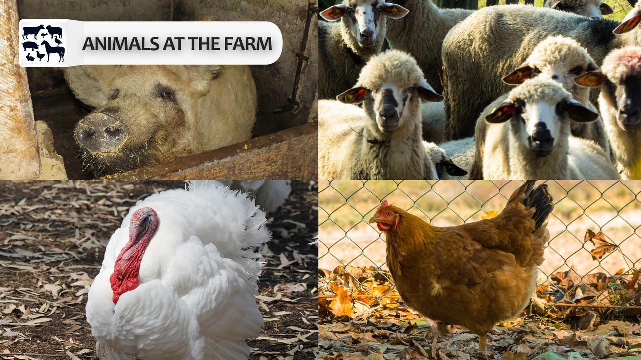 Eco Farm Milanovic Pensionat Despotovac Eksteriør billede